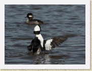DSC_5062 Bufflehead displaying * 1554 x 1168 * (213KB)